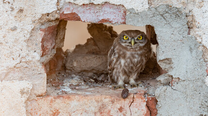 A young little owl Athena noctua hides in the rocks
