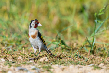 European Goldfinch Carduelis carduelis, in the wild