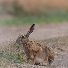 Wild European Hare Lepus Europaeus. Close up on a country road