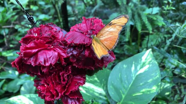 Ein exotischer Schmetterling auf einer Pflanze.