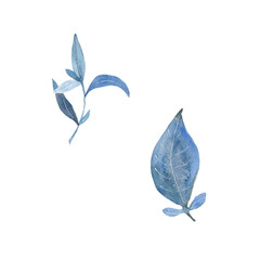 Paint of watercolor blue leave on  background. Paint watercolor texture. Botanical art. Use for design invitations, birthdays, weddings