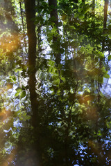 Fototapeta premium scenic summer reflection of beech trees in calm water abstract nature background