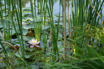 blooming water lily and reed grass in an idyllic pond nature background