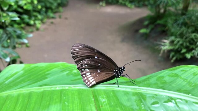 Ein exotischer Schmetterling auf einer Pflanze.