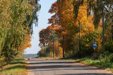 Paved road, bus stop, pillars along the road, deciduous trees above the road. October, early autumn