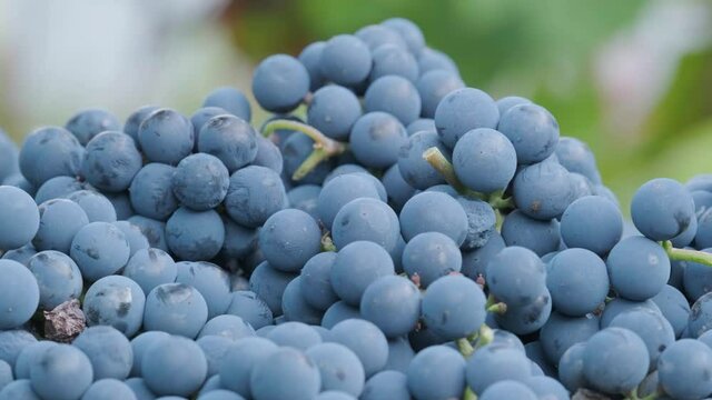 Natural blue grapes circling. Farmers harvesting grape. Wine making, juice or other concept for market, factory, chateau, winery. video 4k for promo video or advertising.
