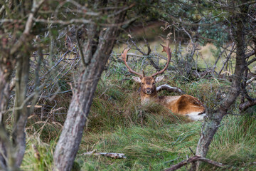 deer in the wild nature in the netherlands