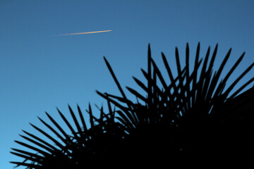 a plane flying very high at sunset through the palm trees

