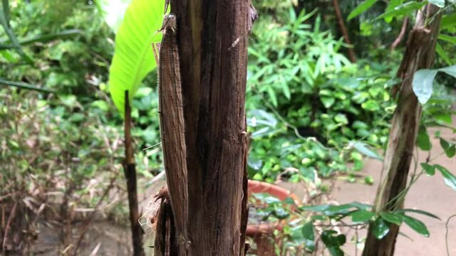Die Raupe eines Bananenfalters an einer Bananenpflanze.