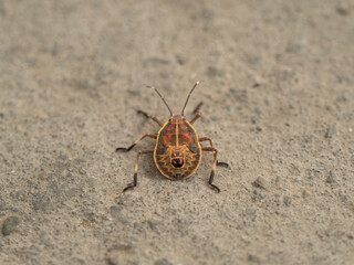 red and orange bettle bug