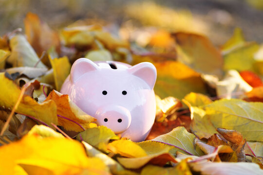 .Pink piggy Bank in autumn leaves on the ground. Banking concept in autumn time