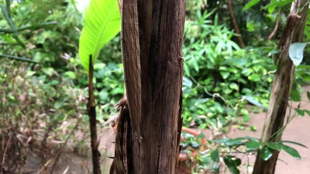 Die Raupe eines Bananenfalters an einer Bananenpflanze.