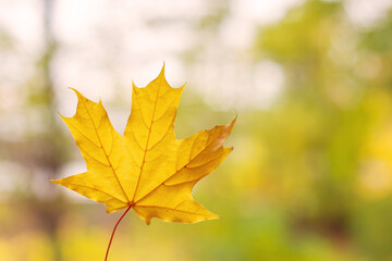 yellow maple leave in hand autumn outdoor concept