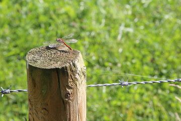 Dragonfly resting on fencepost