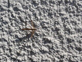 Crane flys are the biggest mosquitoes, but they cannot bite