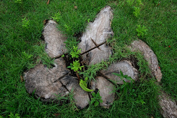 Fototapeta premium tree trunk with moss