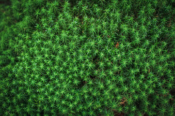 Green star moss background for wallpaper.