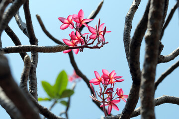 magnolia tree