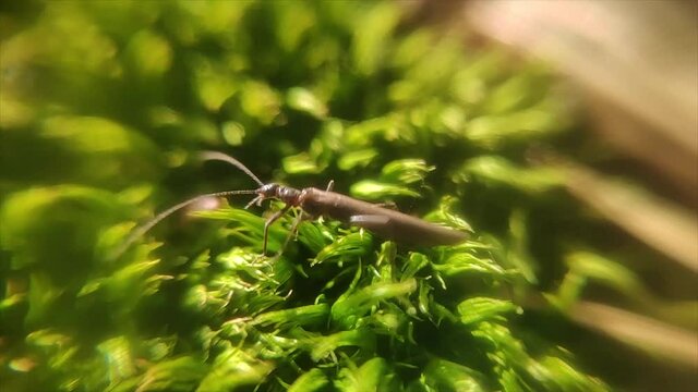 Plecoptera on the moss macro