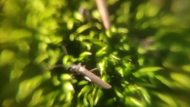 Plecoptera on the moss macro