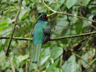 green winged kingfisher