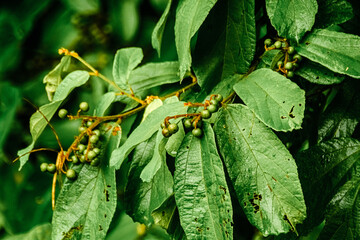 yellow caterpillar on a leaf