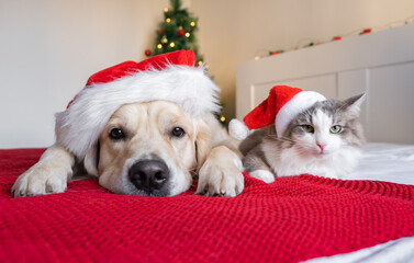 A dog and a cat are sitting near a Christmas tree in santa claus hats. Happy New Year and Merry...