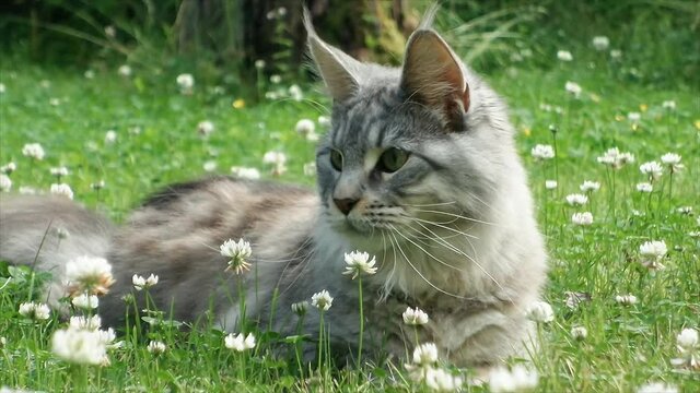 Maine Coon hunting bees in the forest slowmotion