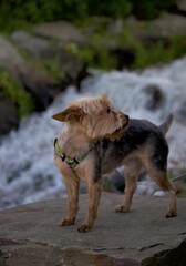 yorkshire mirando hacia la derecha con una cascada de fondo