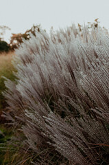 Miscanthus in the autumn garden. Fluffy plants, grass in the wind