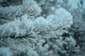 nature in winter