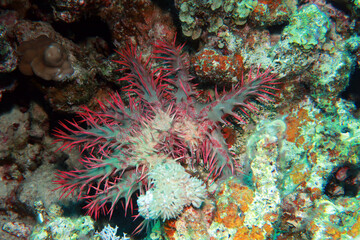 Obraz na płótnie Canvas Crown of thorns , or Acanthaster planci is a multi-rayed starfish. Poisoning, eats corals. Crown of thorns outbreaks are taking their toll on coral reefs.