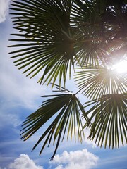 palm tree and blue sky