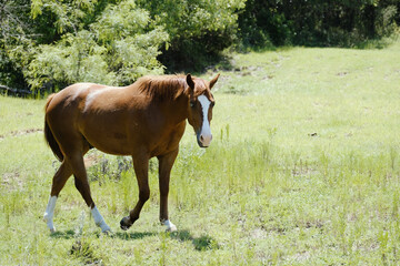 Brown sorrel gelding horse in summer Texas field.