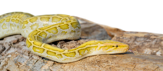 The albino Python molurus snake is a large non-venomous python. It is often a pet.