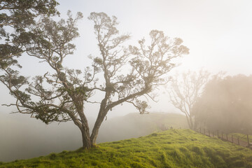 Obraz na płótnie Canvas Trees in the fog at Mt Eden summit with in-distinctive people walking in the distance, Auckland