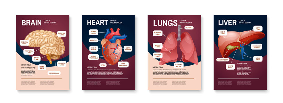 Internal Human Organs Poster Set