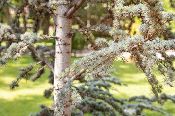 Pseudotsuga menziesii or Rocky Mountain Douglas fir branch close-up view in park