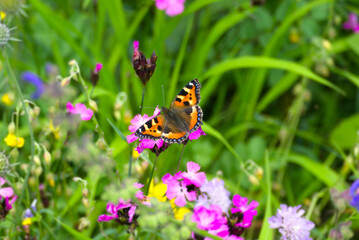 Small tortoiseshell butterfly (Aglais urticae) sitting on a pink flower in Zurich, Switzerland