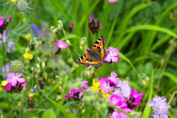 Small tortoiseshell butterfly (Aglais urticae) sitting on a pink flower in Zurich, Switzerland