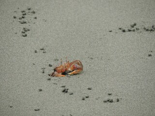 crab on the beach