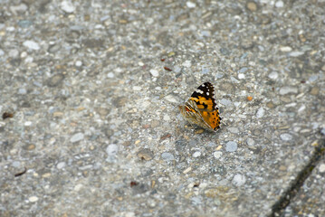 Fototapeta na wymiar Painted Lady (Vanessa Cardui) Butterfly with partially open wings sitting on stone in Zurich, Switzerland