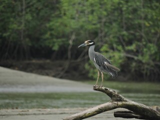 great blue heron