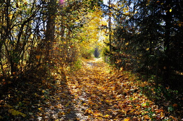 Obraz premium Pathway through the autumn forest. Autumn period.