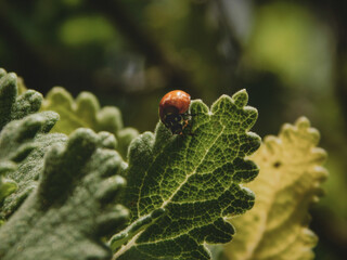 Red ladybug landing on a natural green incense bush.