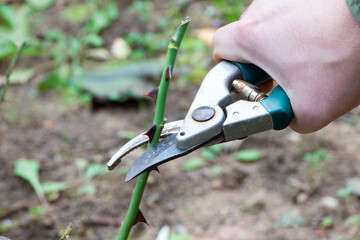 The gardener cuts the branches of roses.Autumn pruning of shrubs.Care of roses in autumn.Gardening...