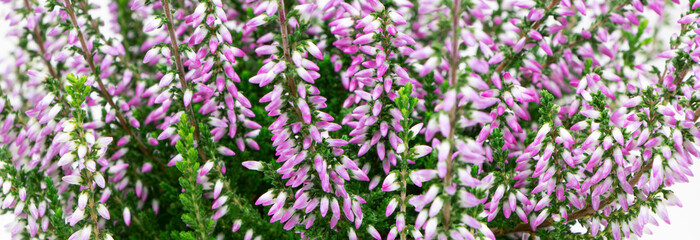 Blooming heather flowers isolated on a white background. Gardening.Common heather banner.Bush of flowering plants