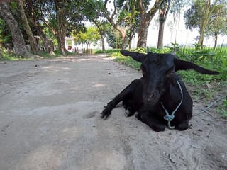 A black  goat on a natural background