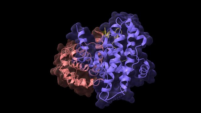 Crystal structure of the retinoblastoma protein (AB domain, pink and blue) bound to E2F peptide (brown), animated 3D cartoon and Gaussian surface models, chain id color scheme, PDB 1o9k