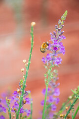Close up bee on flower